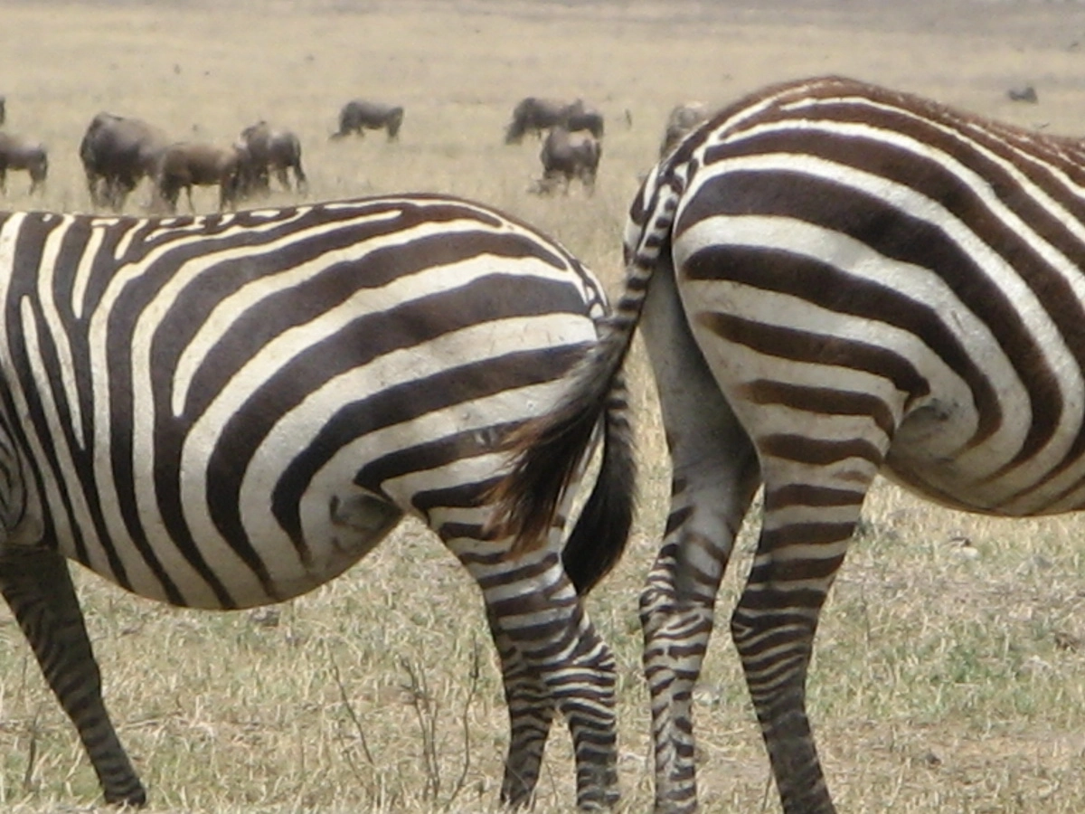Загрузка картинки - Нгоро-Нгоро, обитатели. Зебры