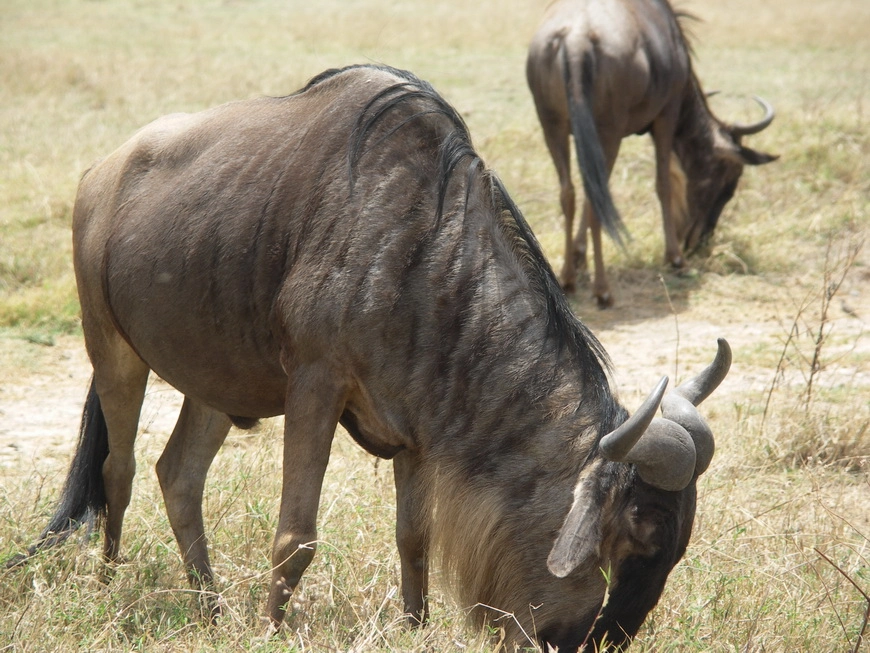 Загрузка картинки - Нгоро-Нгоро, обитатели. Гну