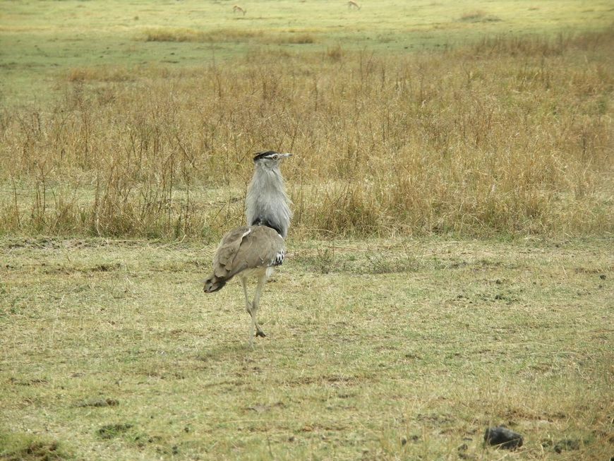 Загрузка картинки - Нгоро-Нгоро, обитатели. Птица-секретарь