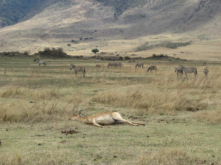Загрузка картинки - Нгоро-Нгоро, обитатели. Выживают не все