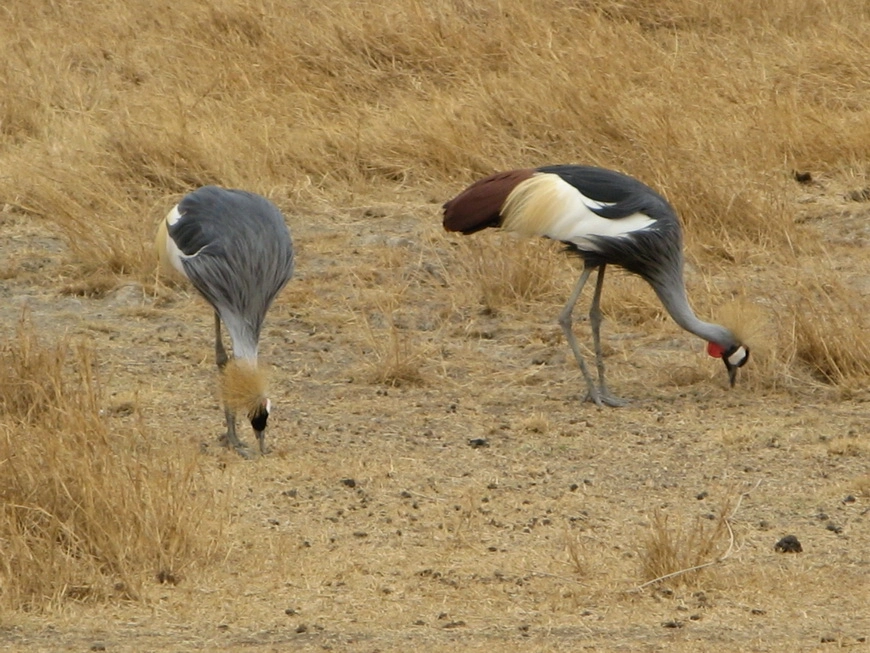 Загрузка картинки - Нгоро-Нгоро, обитатели. Дрофы