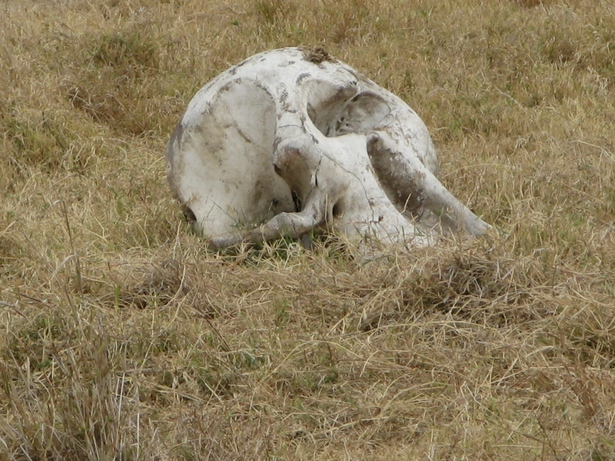 Загрузка картинки - Нгоро-Нгоро, обитатели. Круг жизни