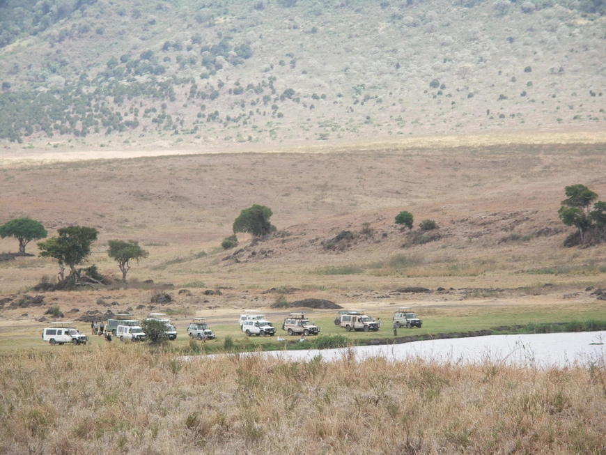 Загрузка картинки - Нгоро-Нгоро, обитатели. Вазунгов пригнали на водопой