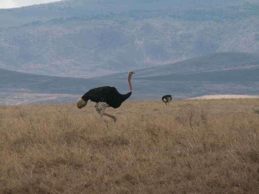 Загрузка картинки - Нгоро-Нгоро, обитатели. Страусы