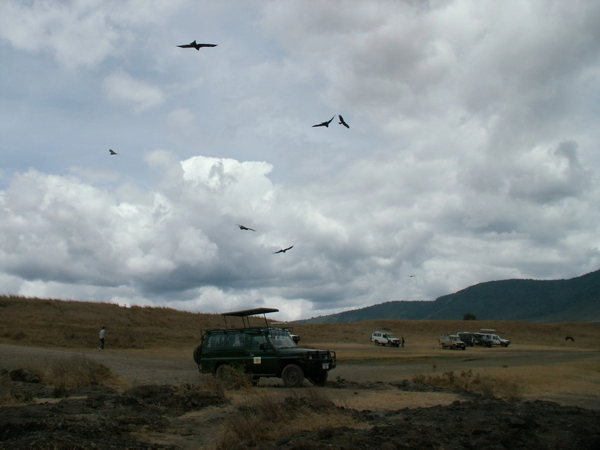 Загрузка картинки - Нгоро-Нгоро, обитатели. Птицы в предвкушении ланча