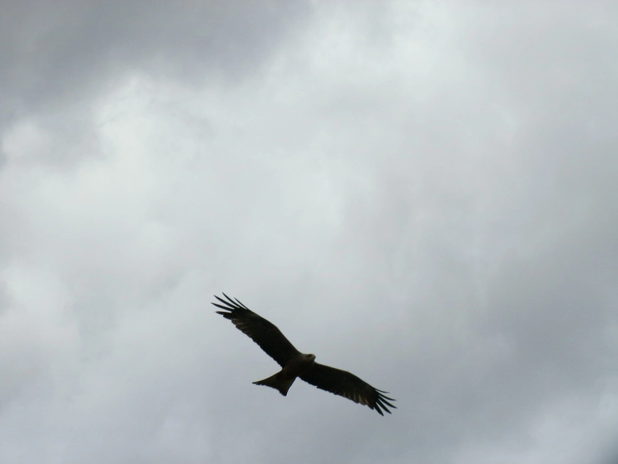 Загрузка картинки - Нгоро-Нгоро, обитатели. Похититель куриной ножки