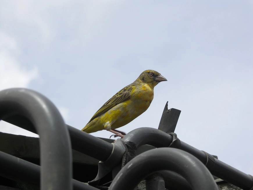 Загрузка картинки - Нгоро-Нгоро, обитатели. Какая-то наглая зверюга