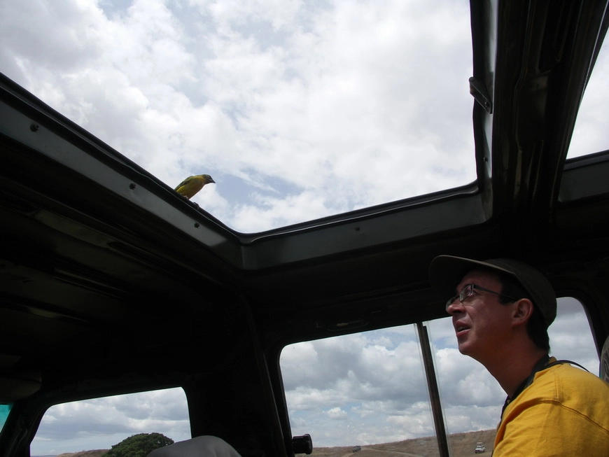 Загрузка картинки - Нгоро-Нгоро, обитатели. Профессор и язык тел