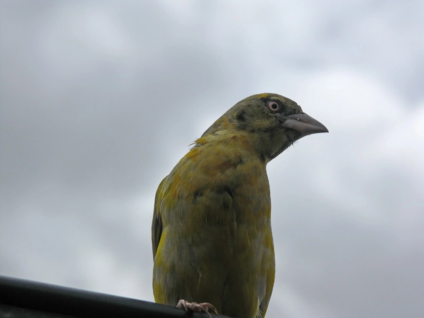 Загрузка картинки - Нгоро-Нгоро, обитатели. Зверь