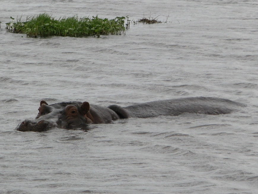 Загрузка картинки - Нгоро-Нгоро, обитатели. Один бегемот
