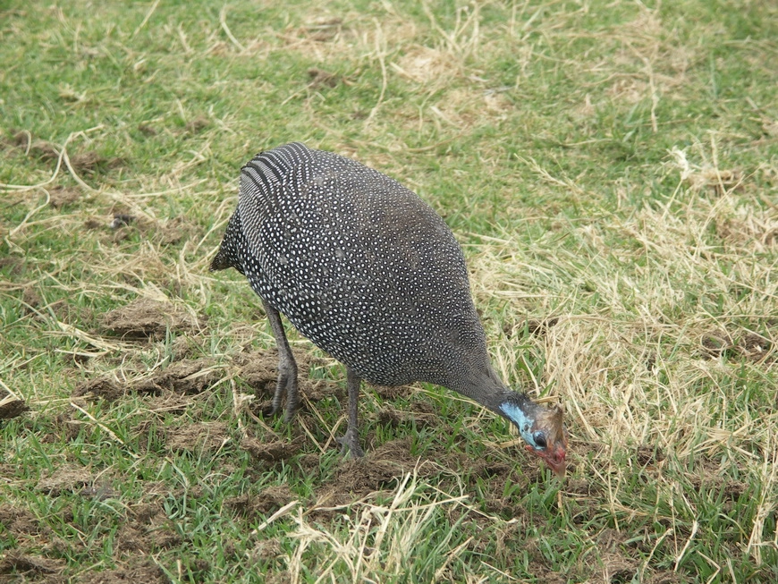 Загрузка картинки - Нгоро-Нгоро, обитатели. Цесарка