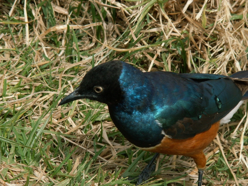 Загрузка картинки - Нгоро-Нгоро, обитатели. Чудо-зверь