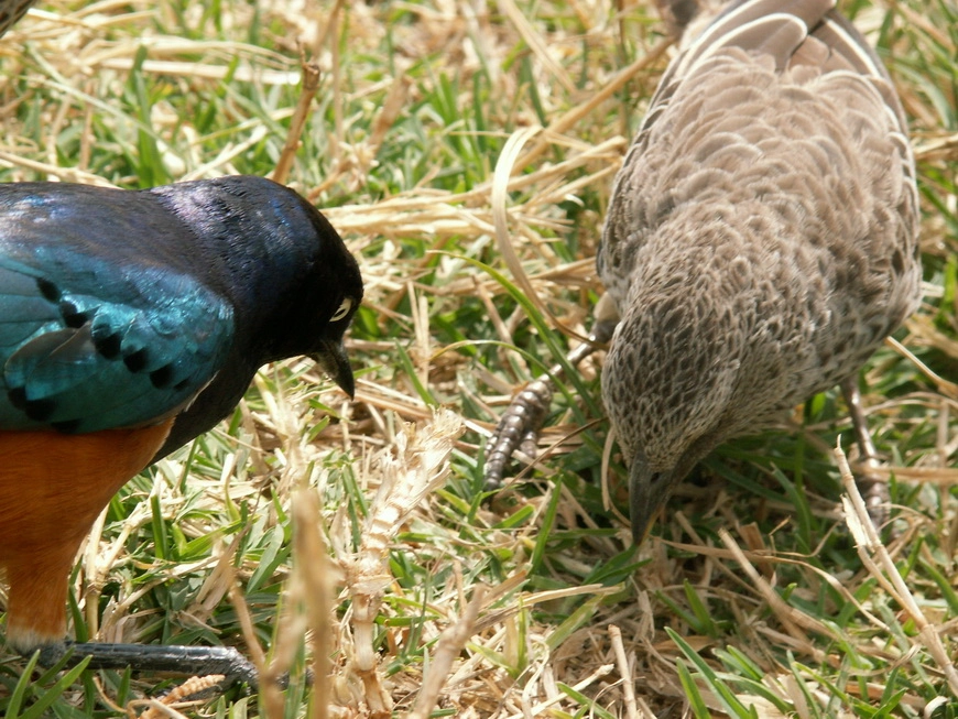 Загрузка картинки - Нгоро-Нгоро, обитатели. Ланч-перекус