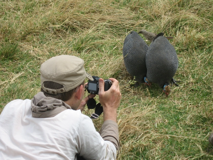Загрузка картинки - Нгоро-Нгоро, обитатели. Кормление куриц