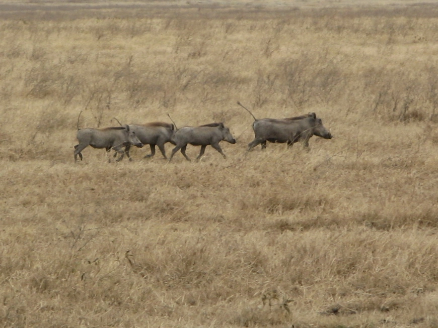 Загрузка картинки - Нгоро-Нгоро, обитатели. Пумба и пумбёшки