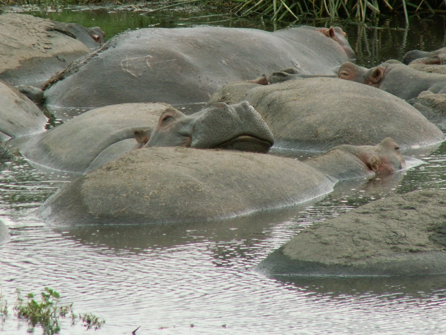Загрузка картинки - Нгоро-Нгоро, обитатели. Веримат бегемотов