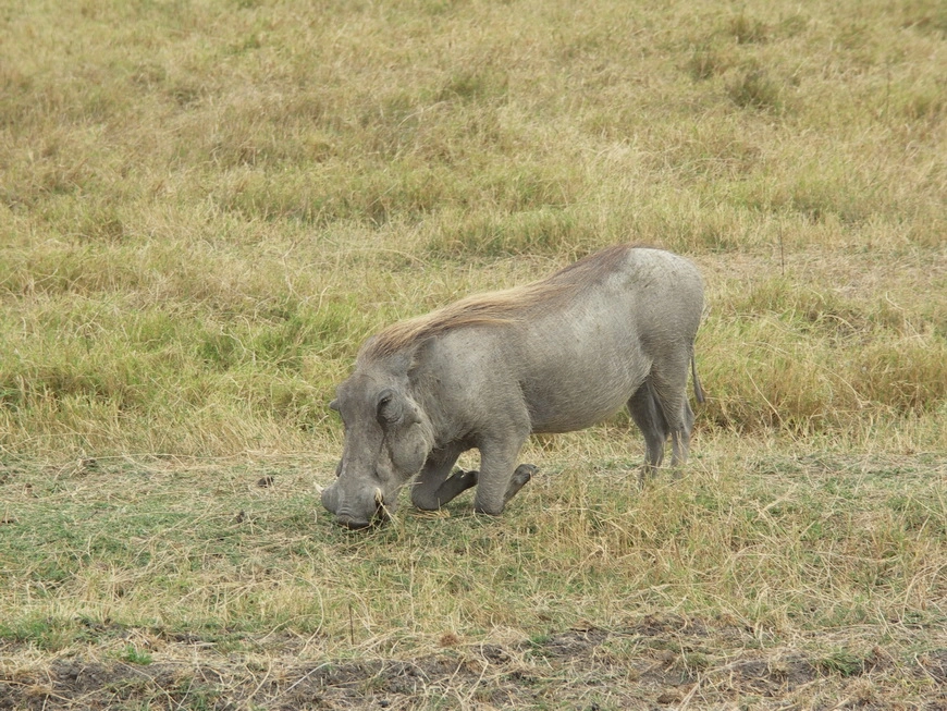 Загрузка картинки - Нгоро-Нгоро, обитатели. Пумба