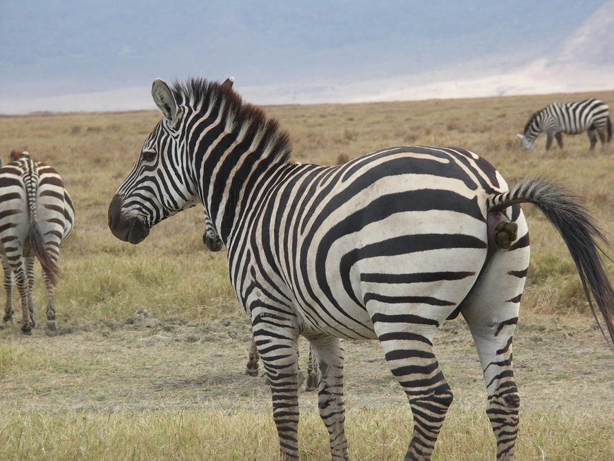Загрузка картинки - Нгоро-Нгоро, обитатели. Зебры сыты