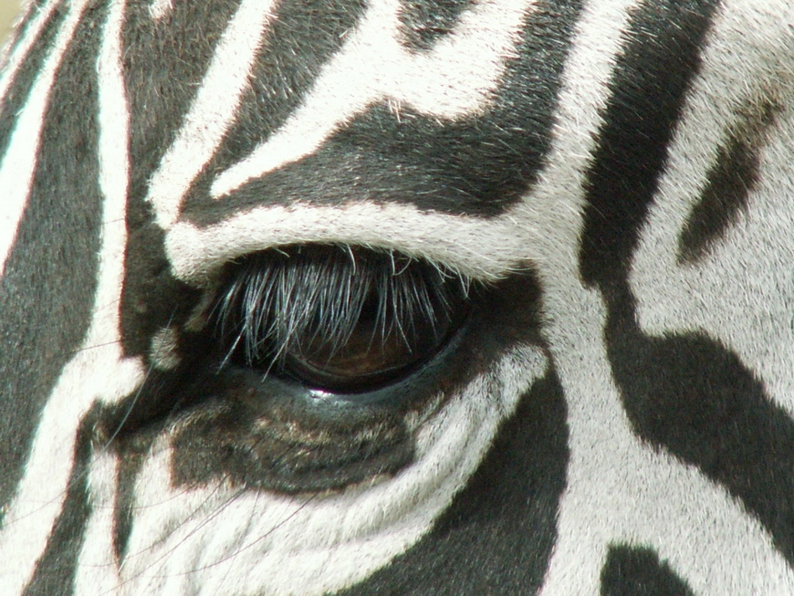 Загрузка картинки - Нгоро-Нгоро, обитатели. Зебры вблизи