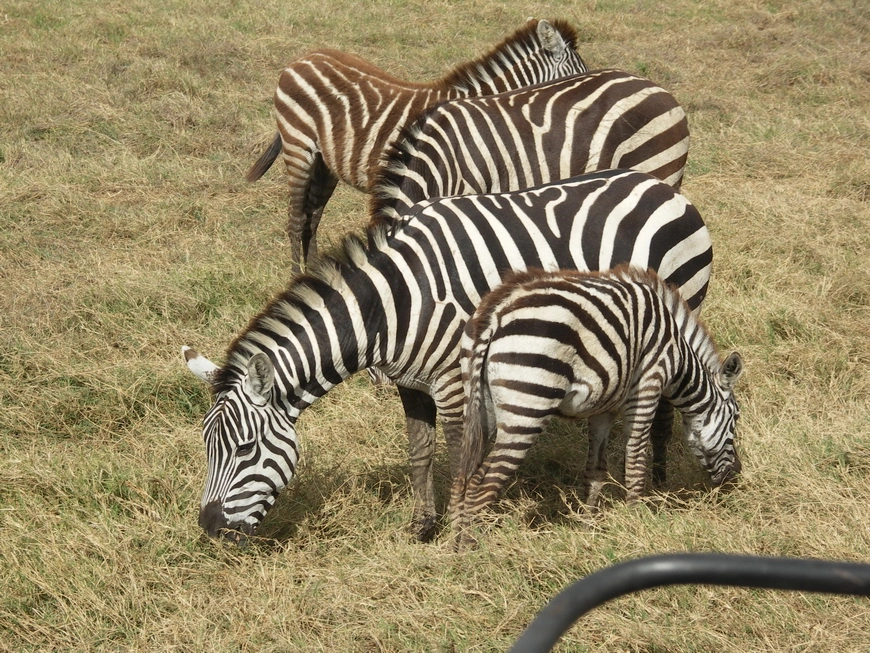 Загрузка картинки - Нгоро-Нгоро, обитатели. Зебры, чересстрочная развёртка