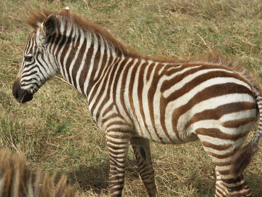 Загрузка картинки - Нгоро-Нгоро, обитатели. У зебрят полосы коричневые