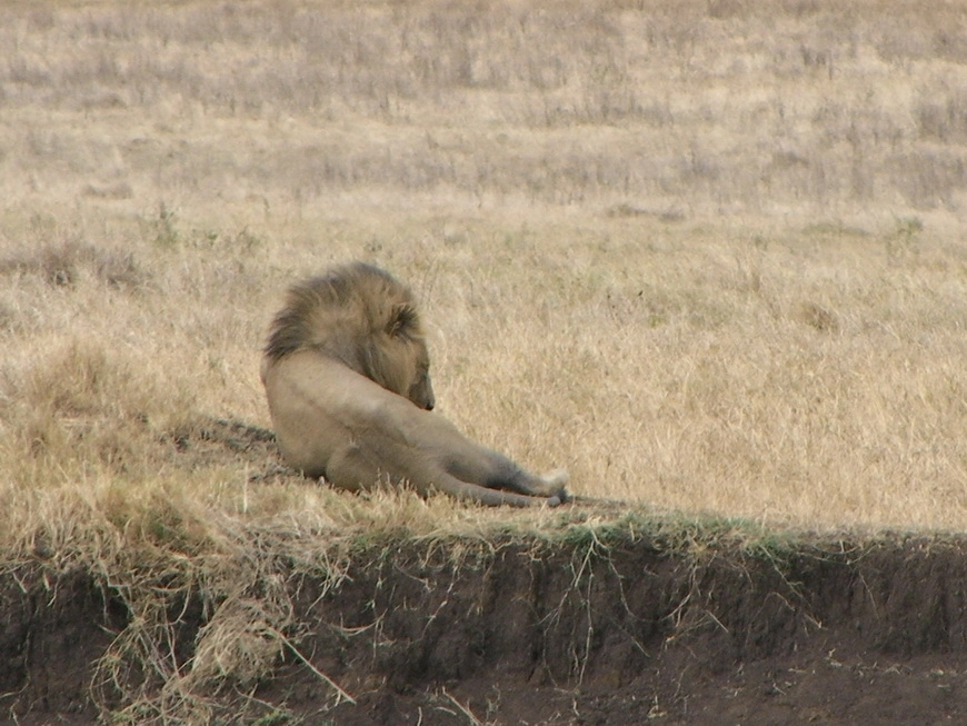 Загрузка картинки - Нгоро-Нгоро, обитатели. Муфаса