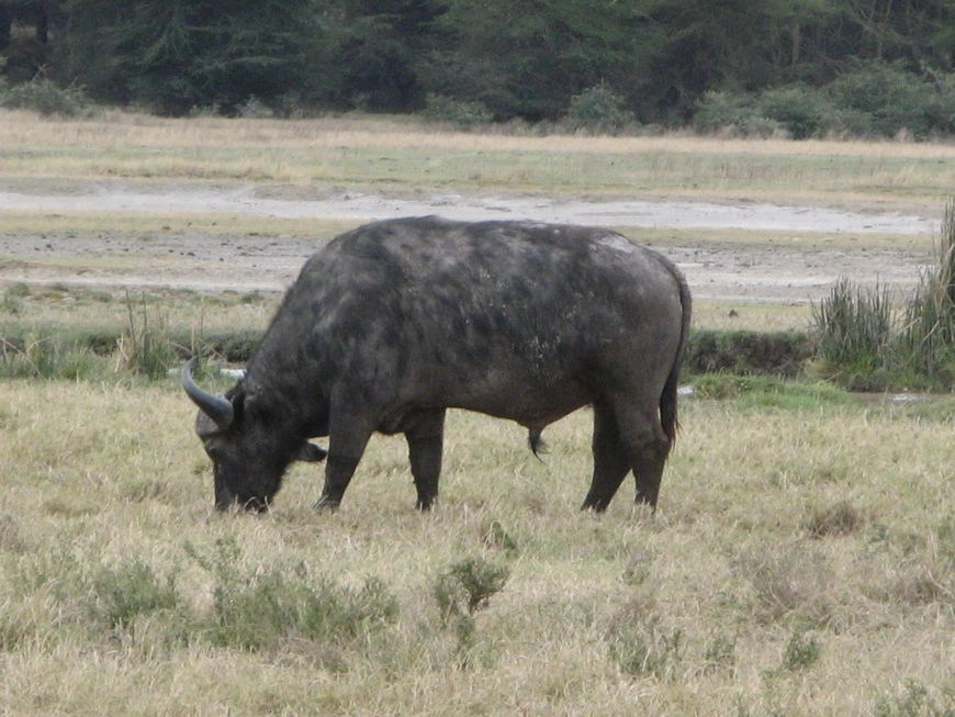 Загрузка картинки - Нгоро-Нгоро, обитатели. Буйвол
