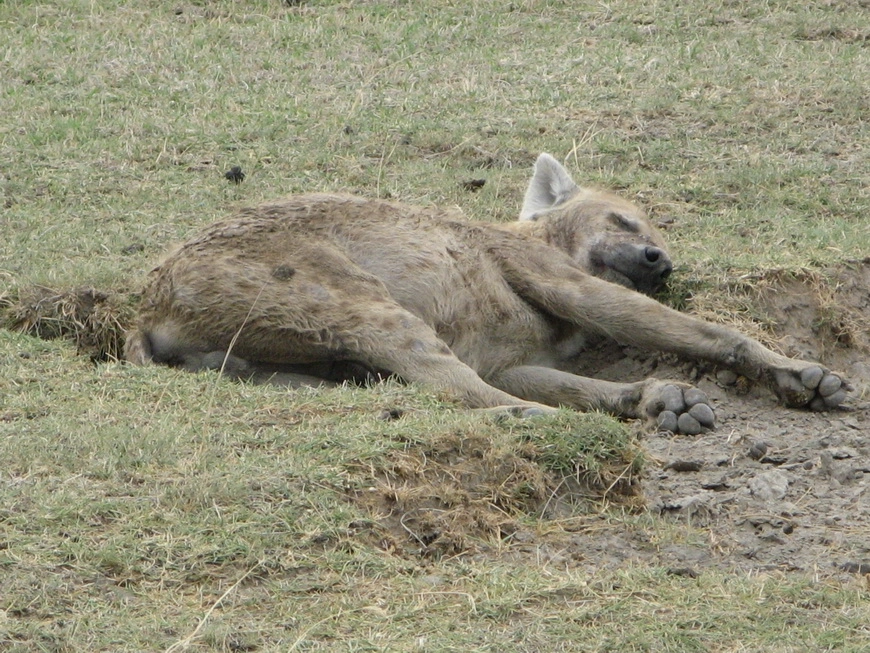 Загрузка картинки - Нгоро-Нгоро, обитатели. Гиена