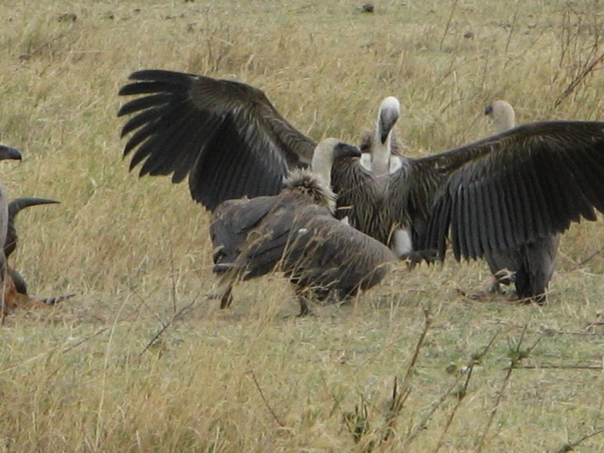Загрузка картинки - Нгоро-Нгоро, обитатели. Стервятники