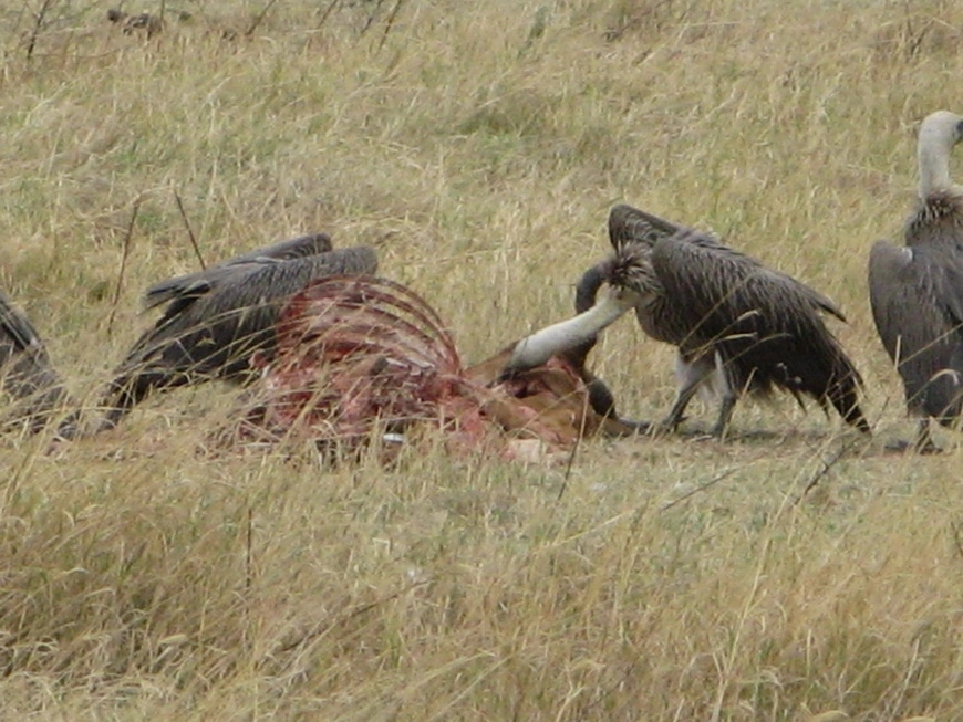 Загрузка картинки - Нгоро-Нгоро, обитатели. Стервятники за ланчем