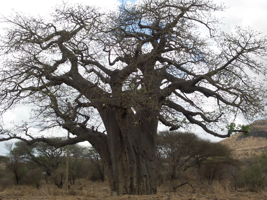 Загрузка картинки - Возвращение в Арушу. Баобаб