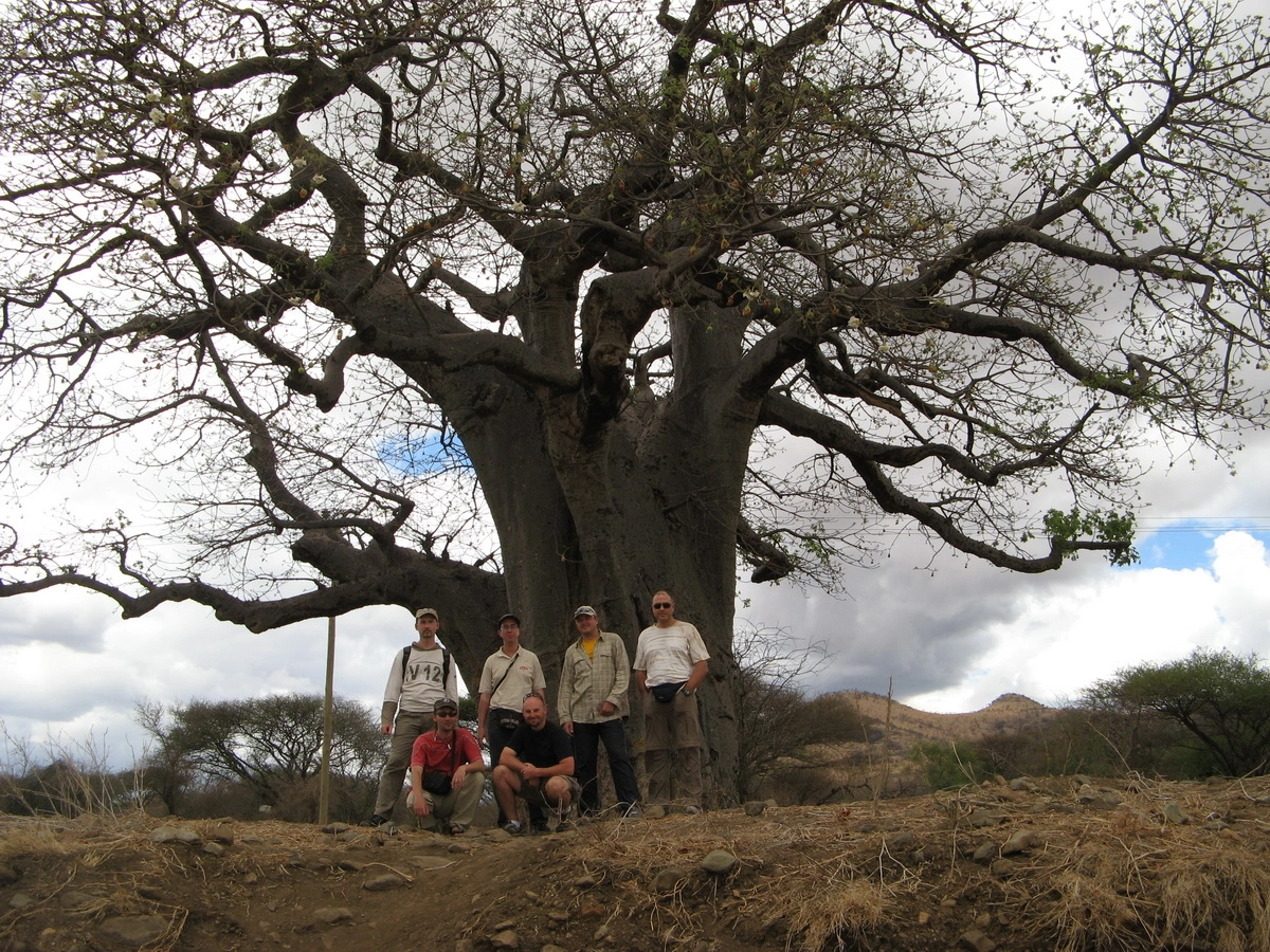Загрузка картинки - Возвращение в Арушу. Какие-то цветущие баобабы