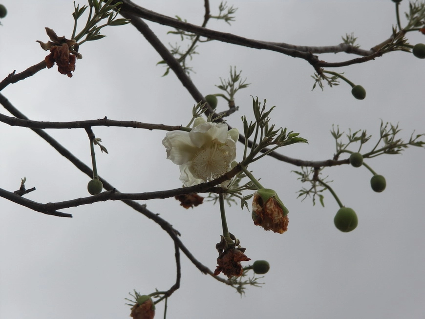 Загрузка картинки - Возвращение в Арушу. Цветущий баобаб