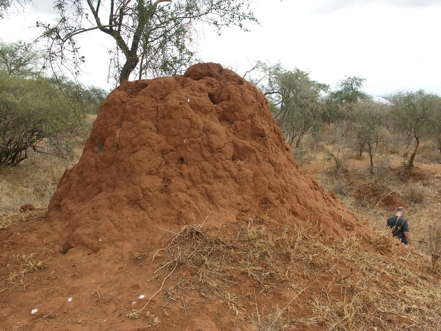 Загрузка картинки - Долгая дорога в Найроби. Термитник