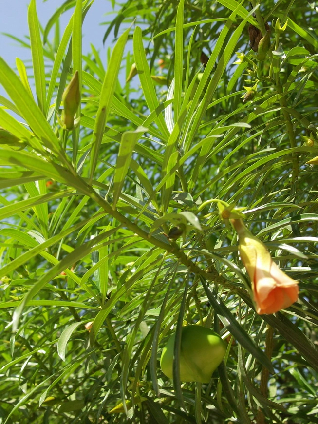 Загрузка картинки - Катаракт резорт. Рай-инклюзив