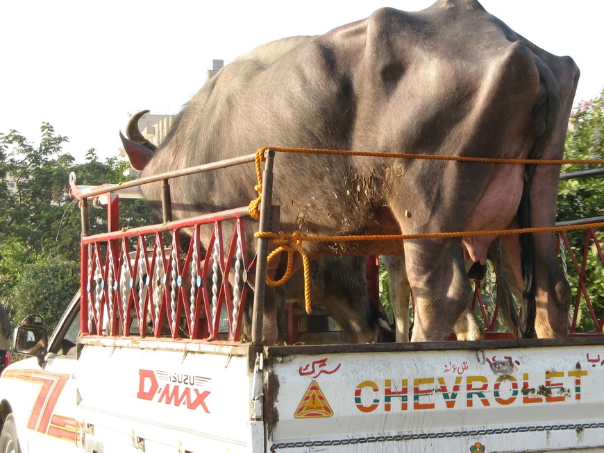 Загрузка картинки - Каир. Перевозка молока