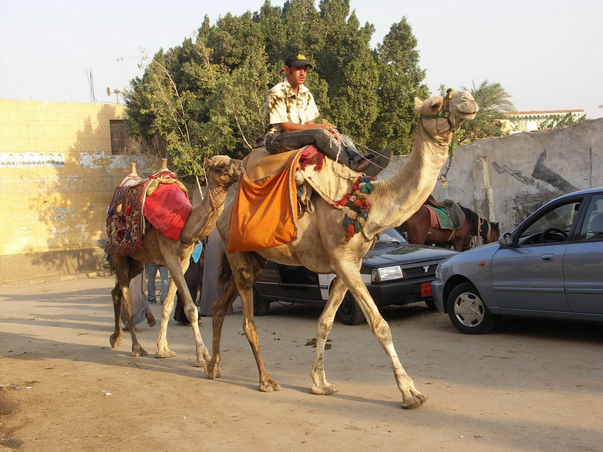Загрузка картинки - Каир, у Пирамид. Верблюд для Профессора Аравийского подан!