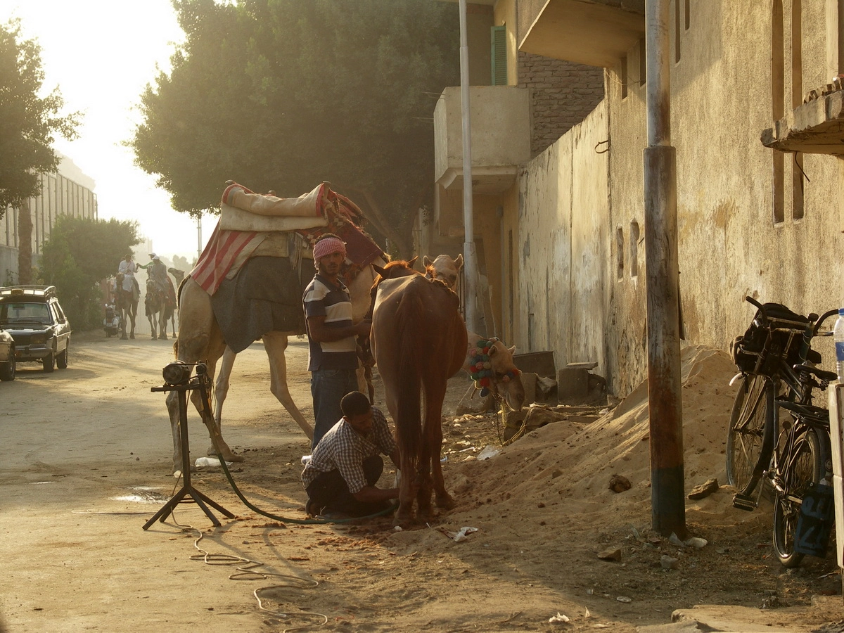 Загрузка картинки - Каир, у Пирамид. Верховые верблюды на выбор