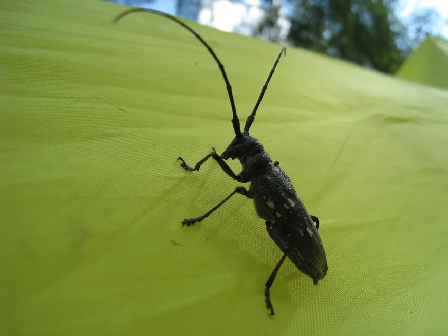 Загрузка картинки - Агидель, лагерь. Местные жители