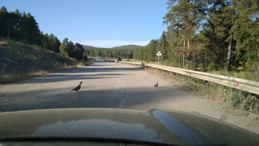 Загрузка картинки - Башкирия. Тетерева по дороге
