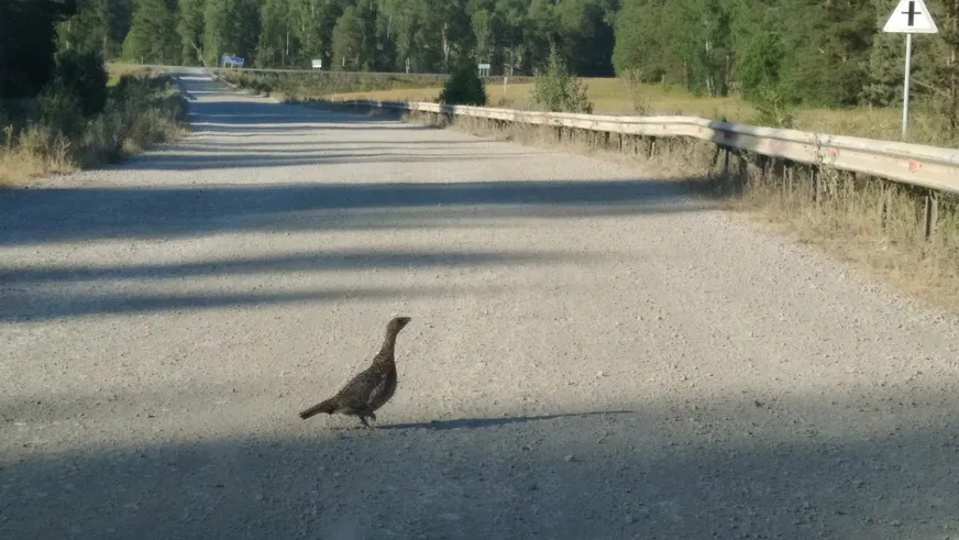 Загрузка картинки - Башкирия. Тетерева по дороге