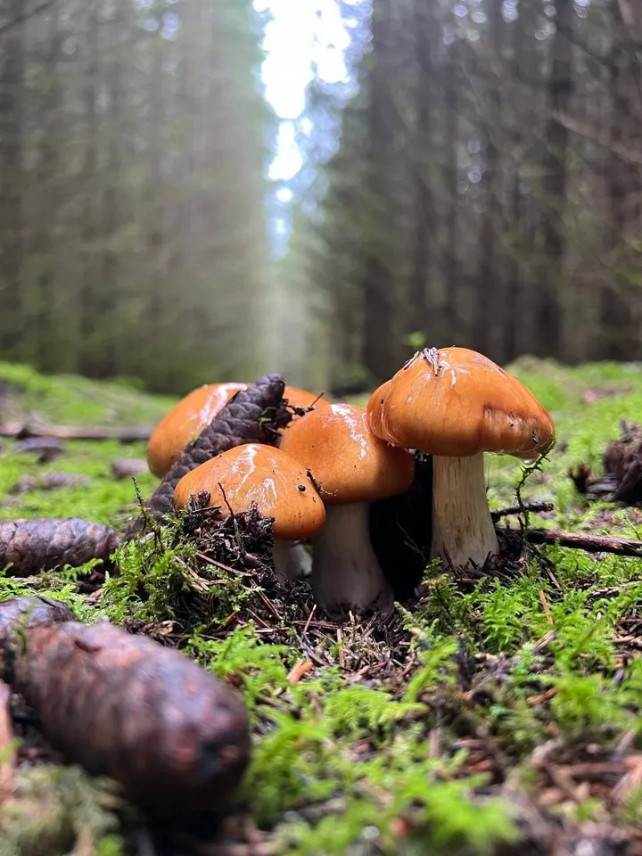 Загрузка картинки - Ай 2024. Грибочеки позируют