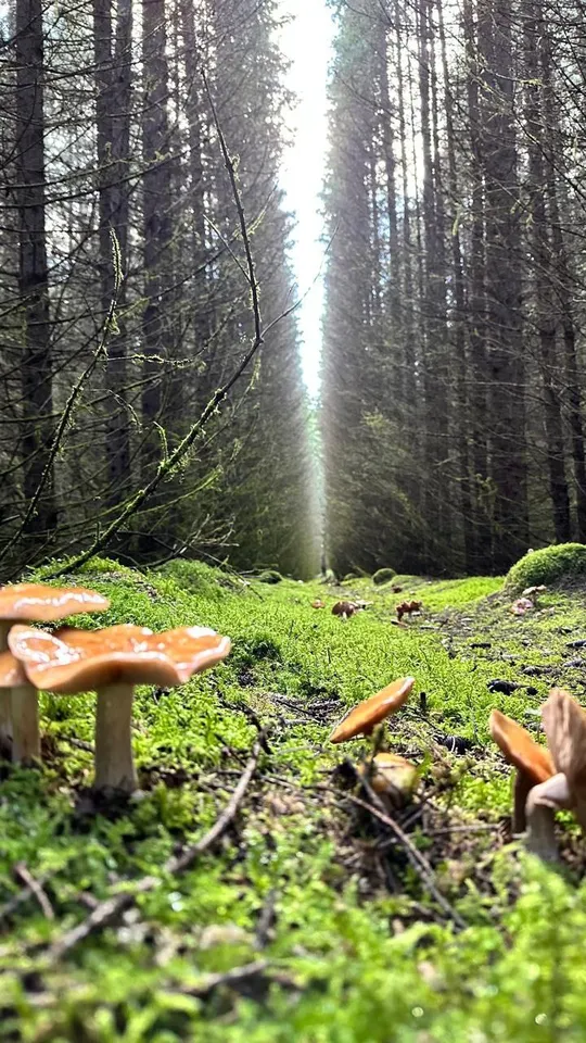 Загрузка картинки - Ай 2024. Сказочный лес