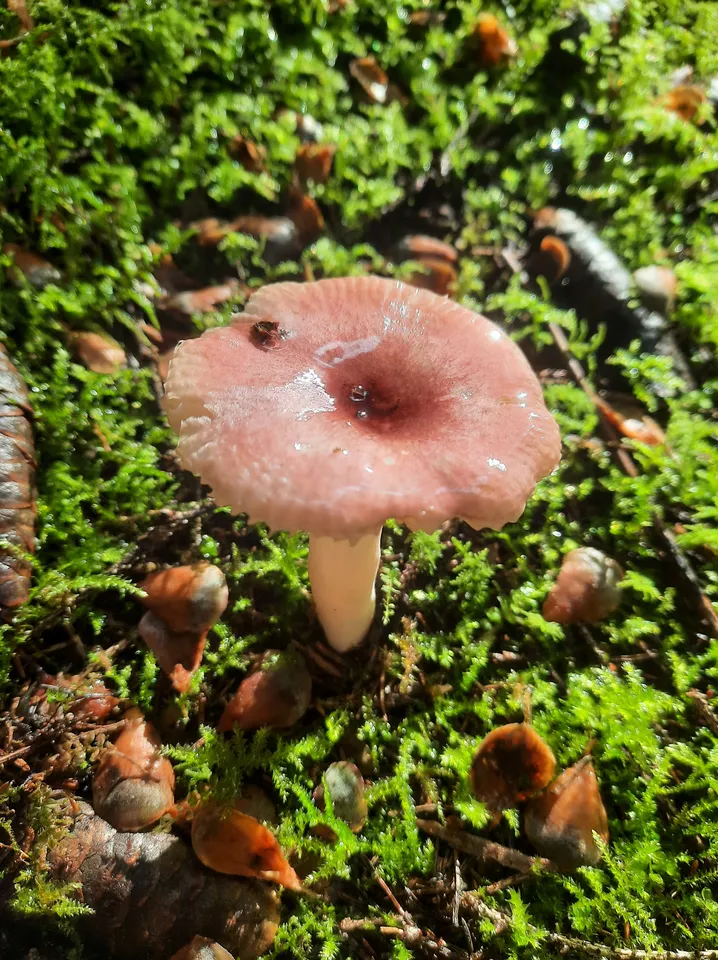 Загрузка картинки - Ай 2024. Пойманный гриб