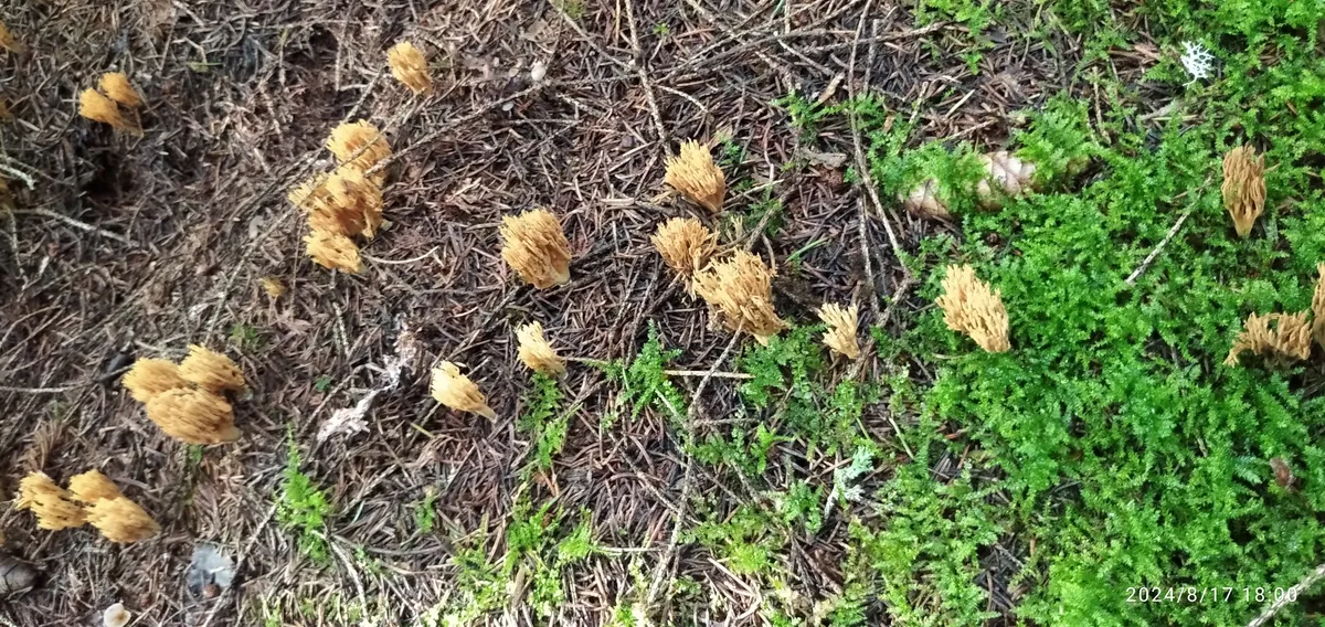 Загрузка картинки - Ай 2024. Сказочные грибы