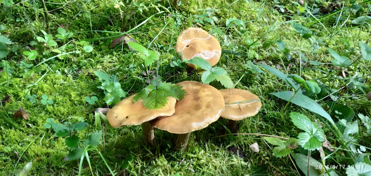 Загрузка картинки - Ай 2024. Грибы