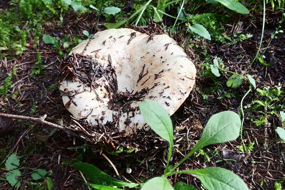 Загрузка картинки - Ай 2024. Классический груздь