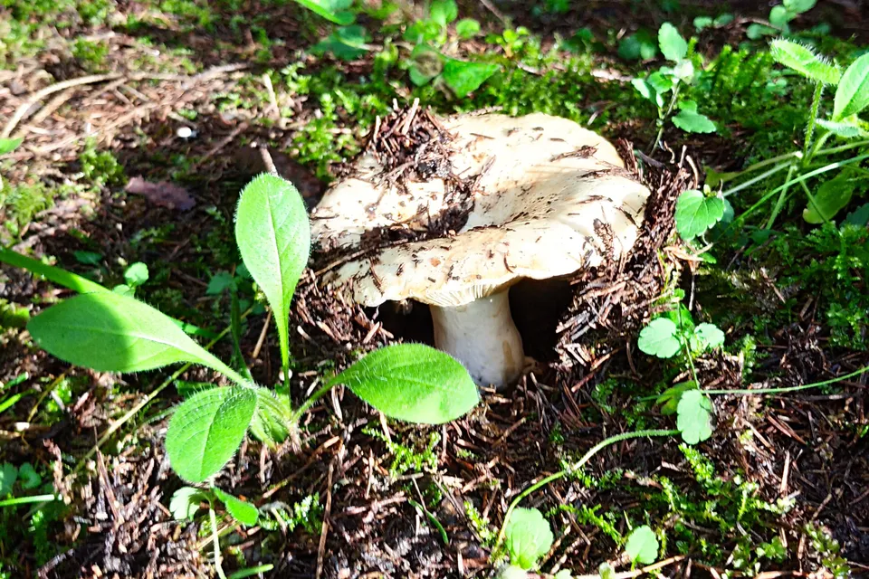 Загрузка картинки - Ай 2024. Груздь вылез погреться на солнышке