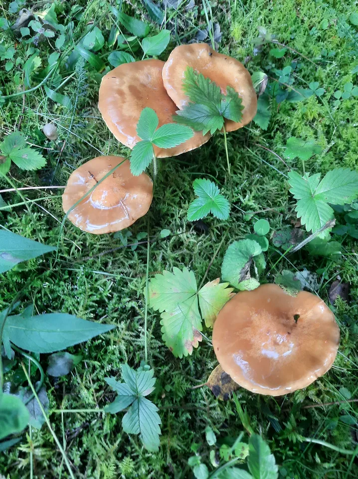 Загрузка картинки - Ай 2024. Обитатели сказочного леса