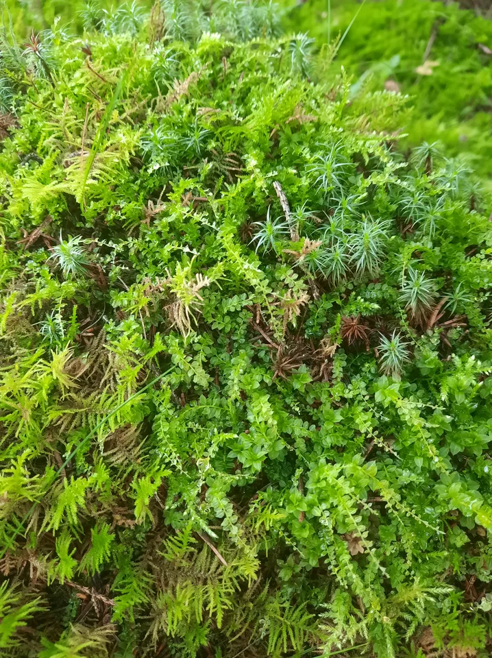 Загрузка картинки - Ай 2024. Мховая перина